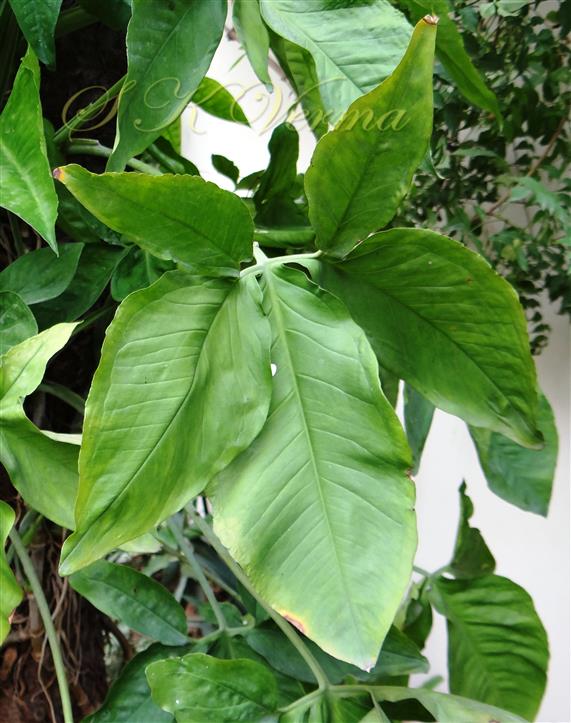  Adult leaf (Lamina)